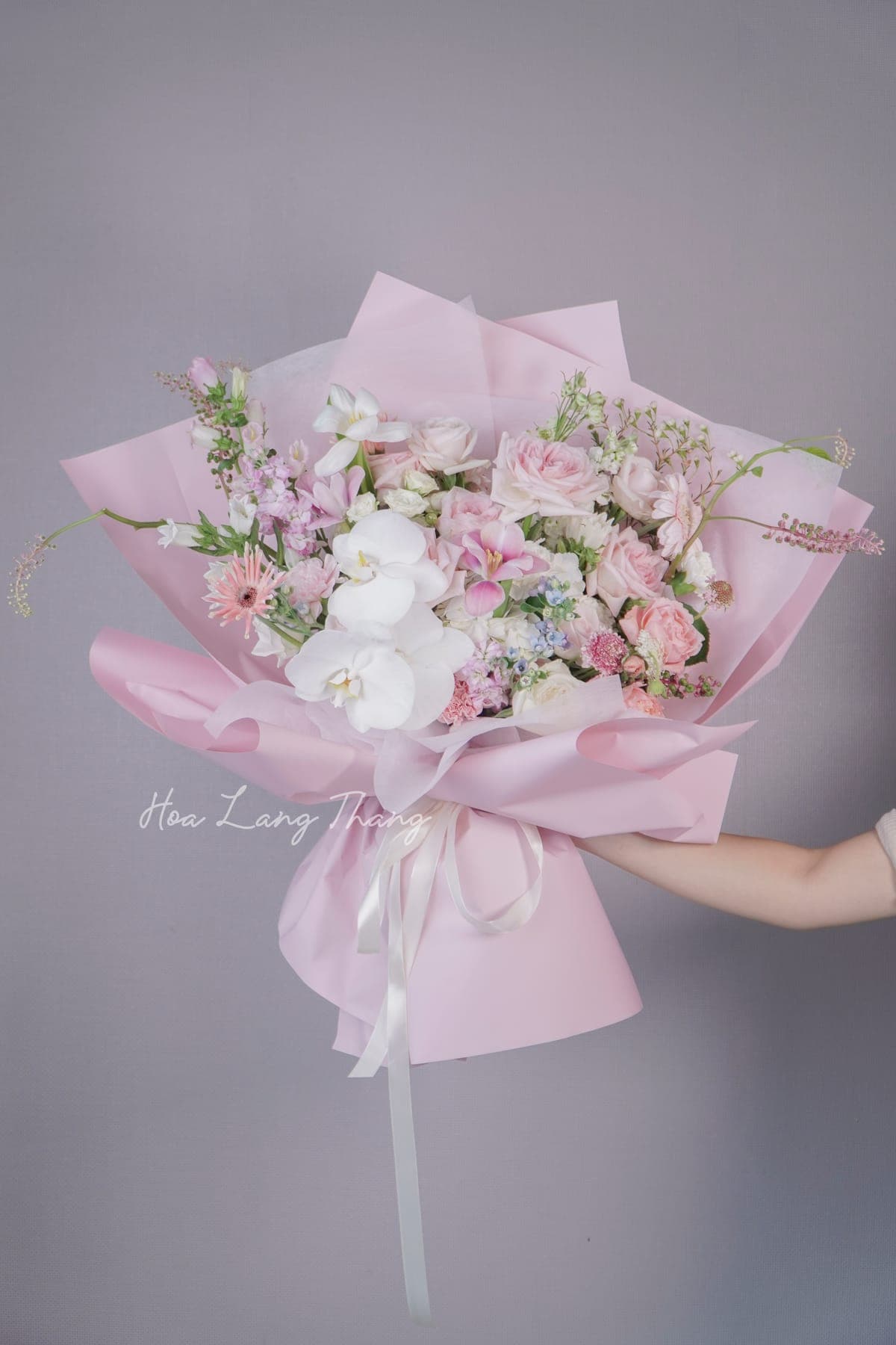 Alba Peony — góc khác