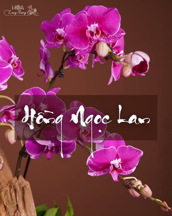 Hoa Khai Trương — Cẩm Nang Chọn Hoa Đẹp, Sang Trọng & Ý Nghĩa Nhất 2026