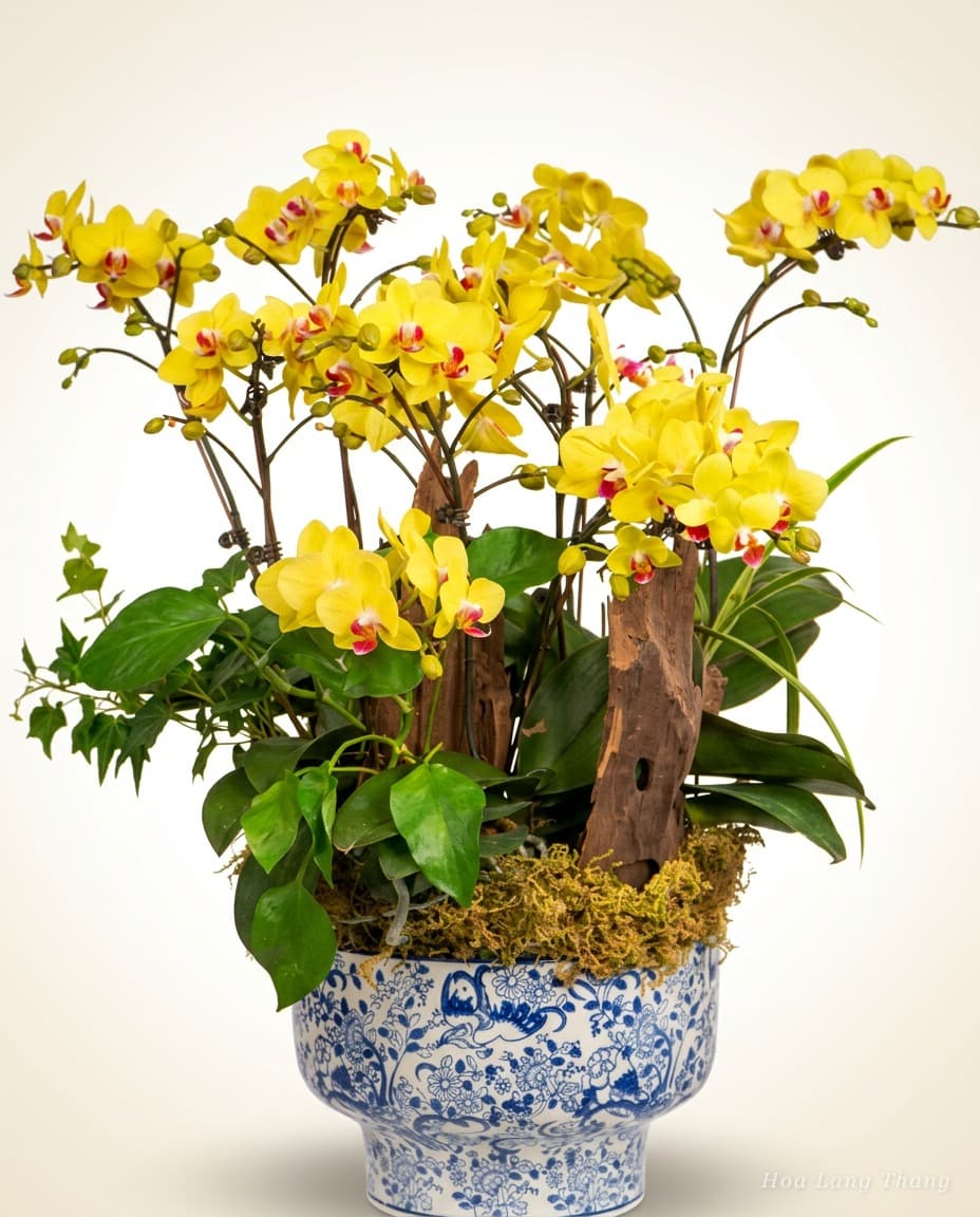 Aurea Phalaenopsis