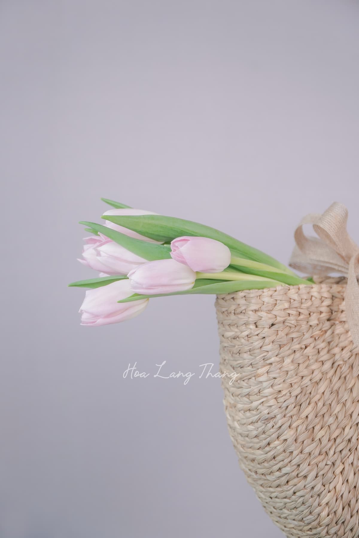 Celeste Opulence - Ảnh 1